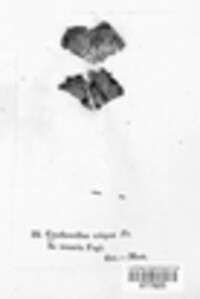 Plicaturopsis crispa image
